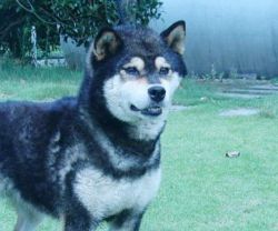 picture of dog