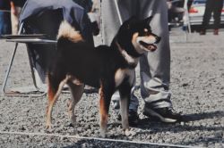 picture of dog