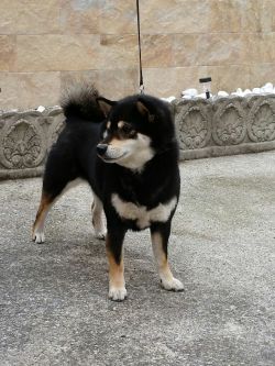 picture of dog