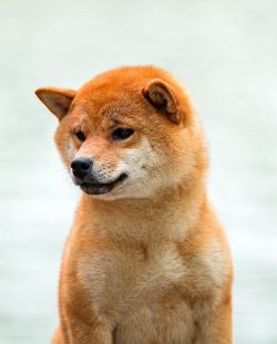 picture of dog