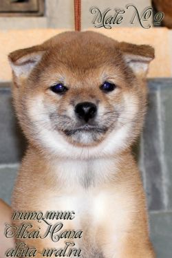 picture of dog