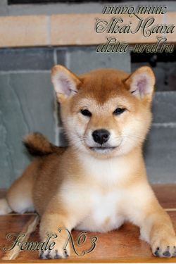 picture of dog