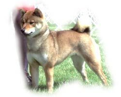 picture of dog