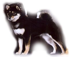 picture of dog