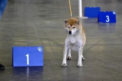picture of dog