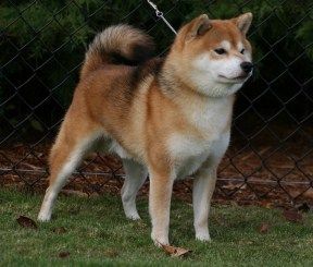 picture of dog