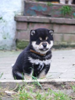 picture of dog