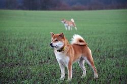 picture of dog
