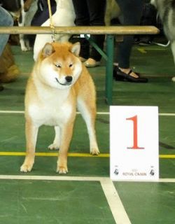 picture of dog