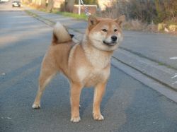 picture of dog