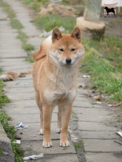 picture of dog