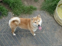 picture of dog