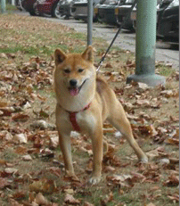 picture of dog