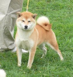 picture of dog