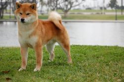 picture of dog