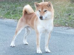 picture of dog