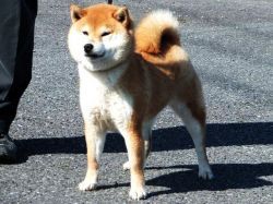 picture of dog