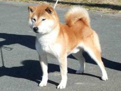 picture of dog