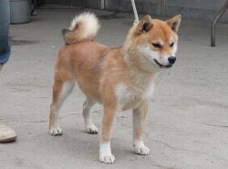 picture of dog