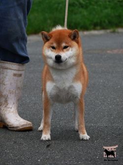 picture of dog