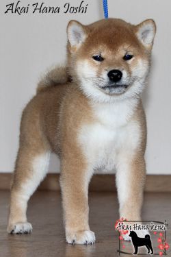 picture of dog