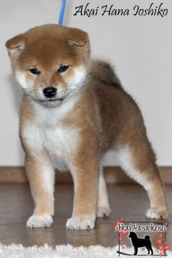 picture of dog