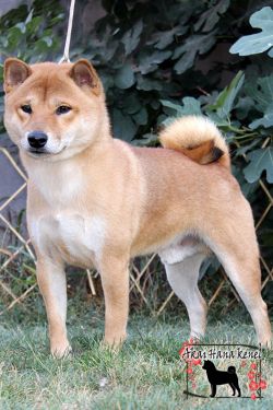 picture of dog