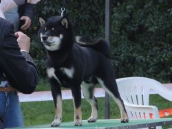 picture of dog
