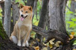 picture of dog