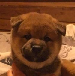picture of dog
