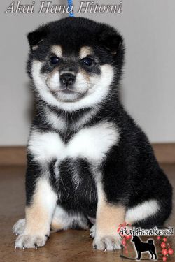 picture of dog