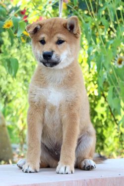 picture of dog