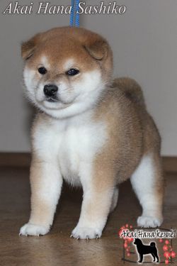 picture of dog