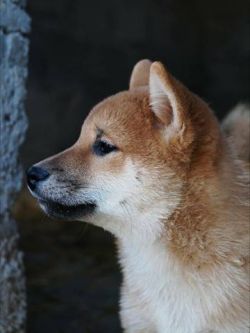 picture of dog