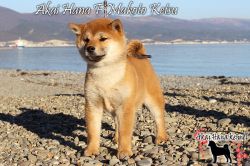 picture of dog