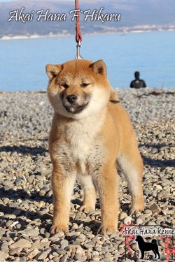 picture of dog