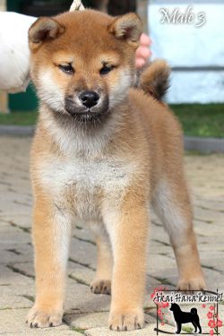 picture of dog