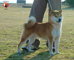 picture of dog