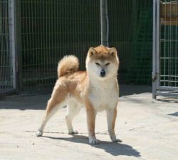 picture of dog