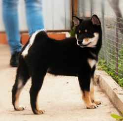 picture of dog