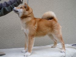 picture of dog