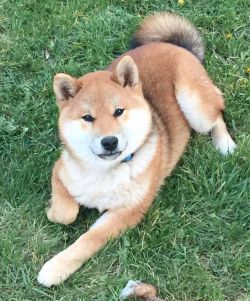 picture of dog