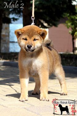 picture of dog