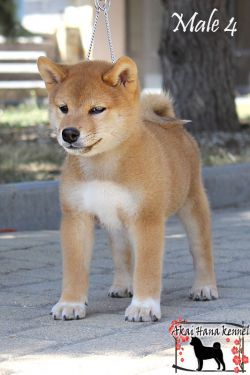 picture of dog