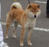 picture of dog