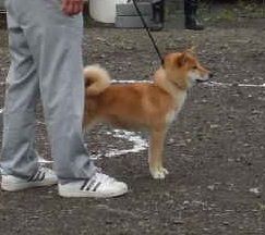 picture of dog