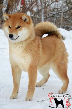 picture of dog