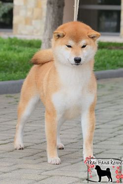 picture of dog