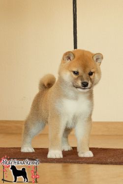 picture of dog