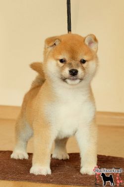 picture of dog